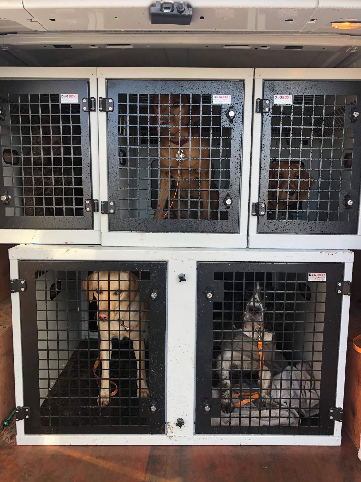 DB79 Ford Transit Custom Cage Dog Transportation Kit – Dog Box UK