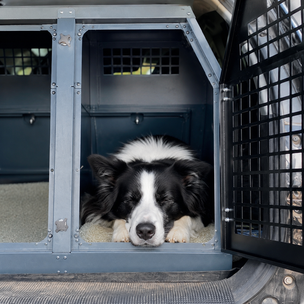 Dog Travel Sickness: Why It Happens and What Actually Helps