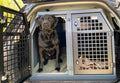 DB174 - Double Dog Transport Cage