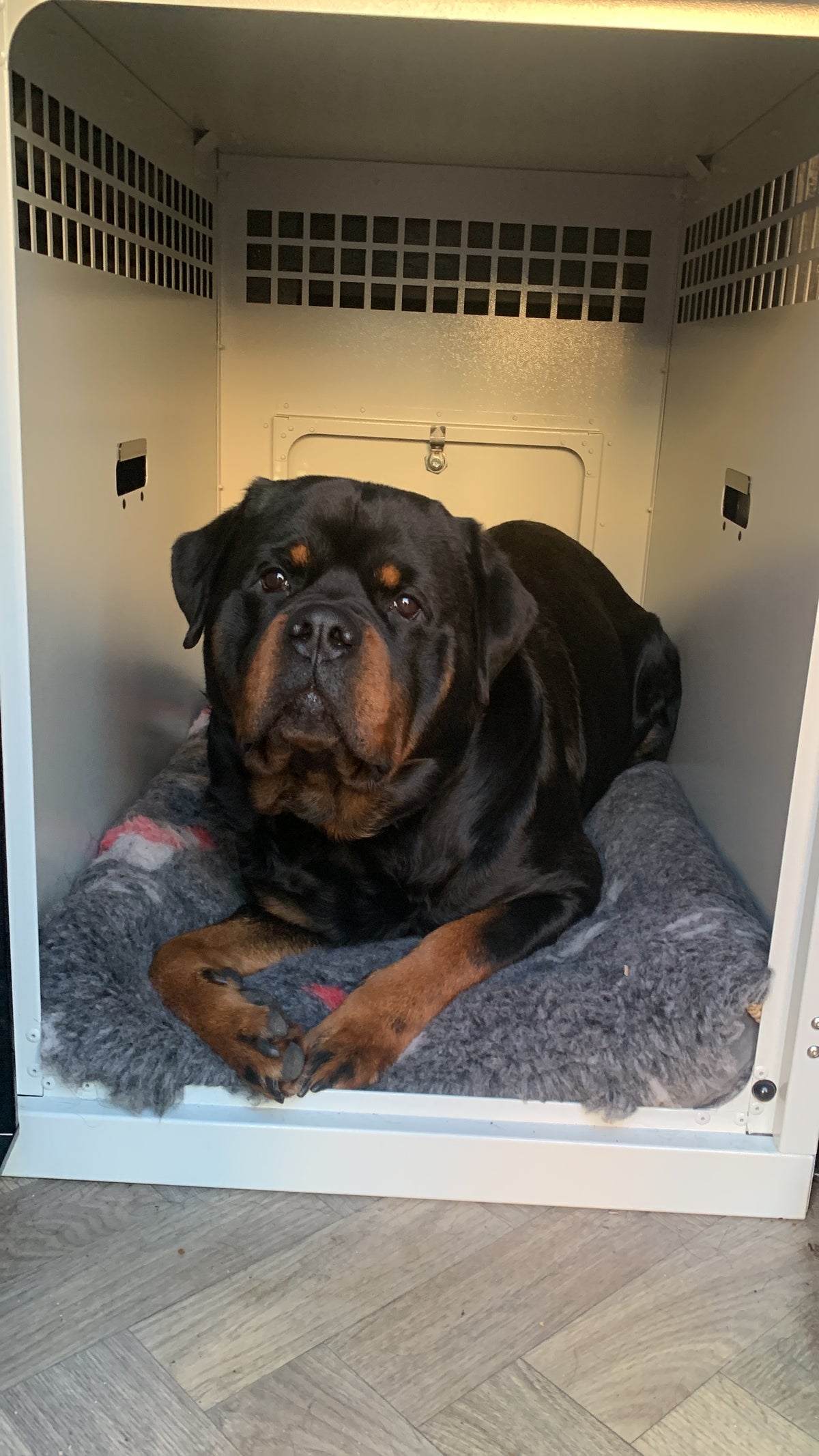 DB105ED - Single Space Saver Dog Transport Cage – Dog Box UK