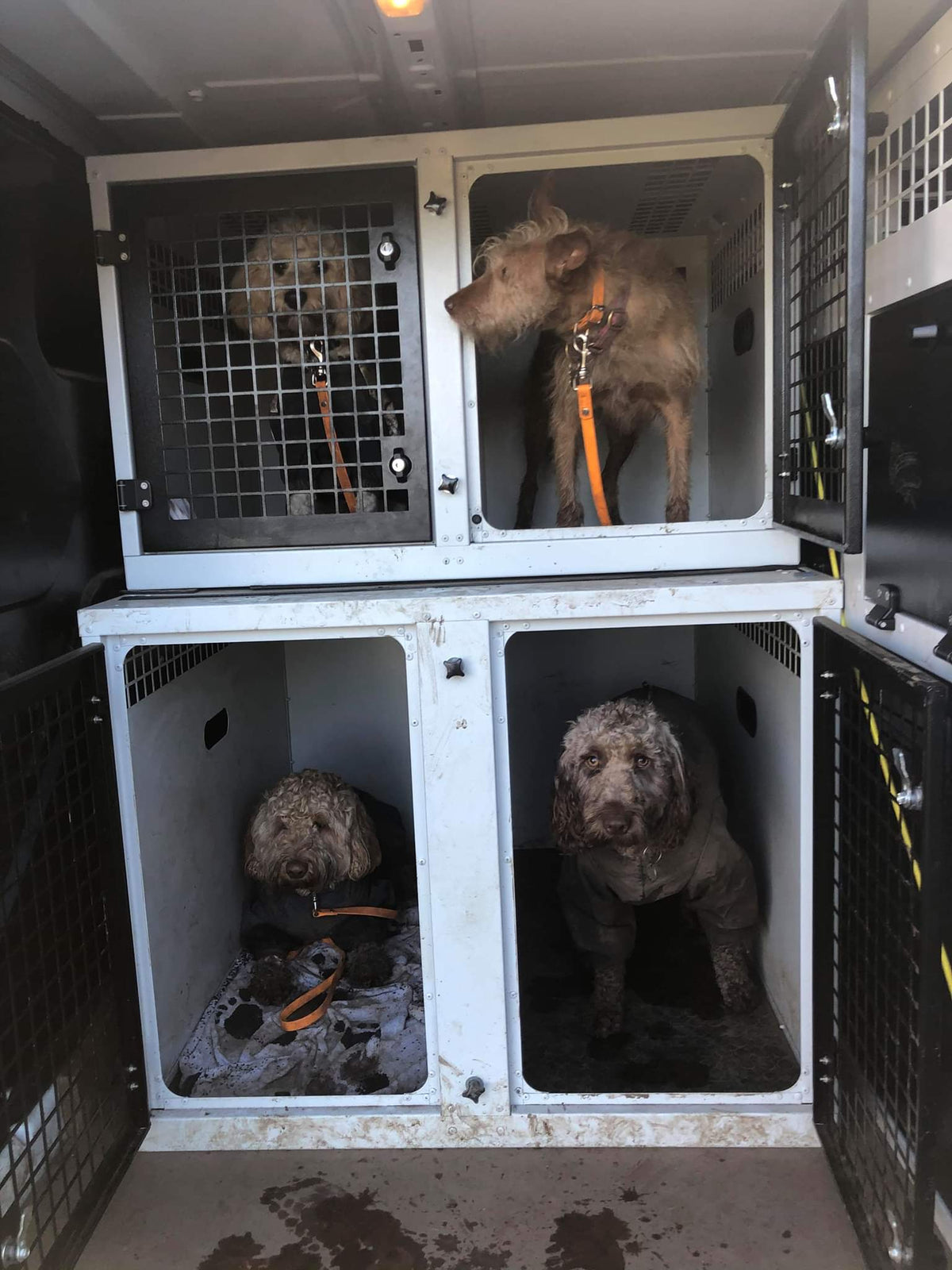 DB05ED – Large Double Dog Transport Cage
