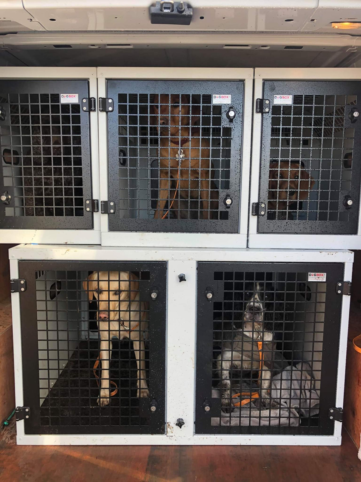 KIT19 - Ford Transit Custom 5 Dog Transport Cage Kit