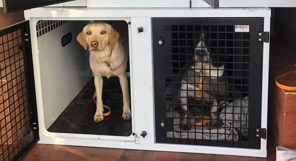 DB61 - Large Double Dog Transport Cage