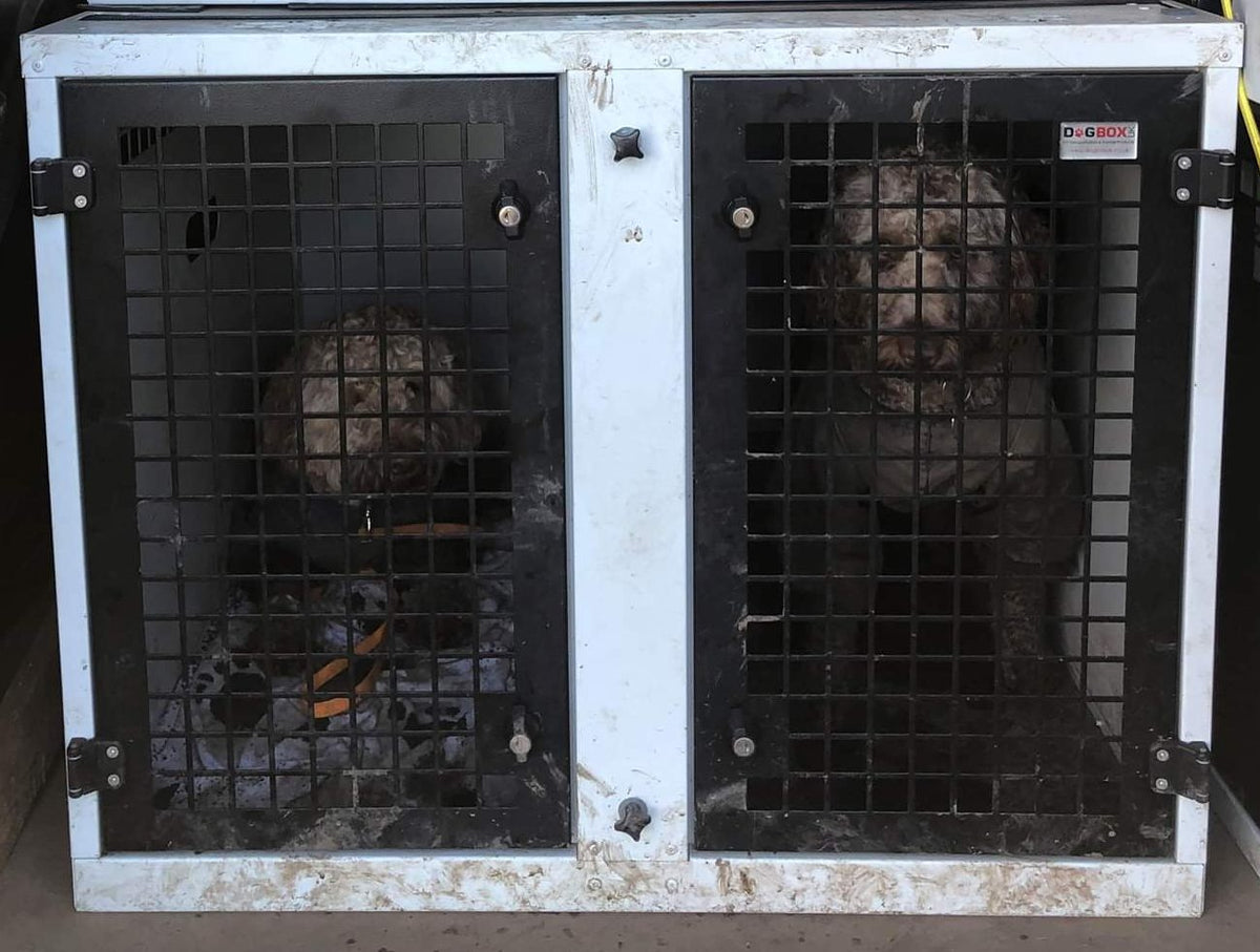 DB08 - Large Double Dog Transport Cage