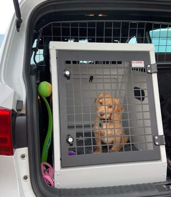 DB145 - Single Dog Transport Cage