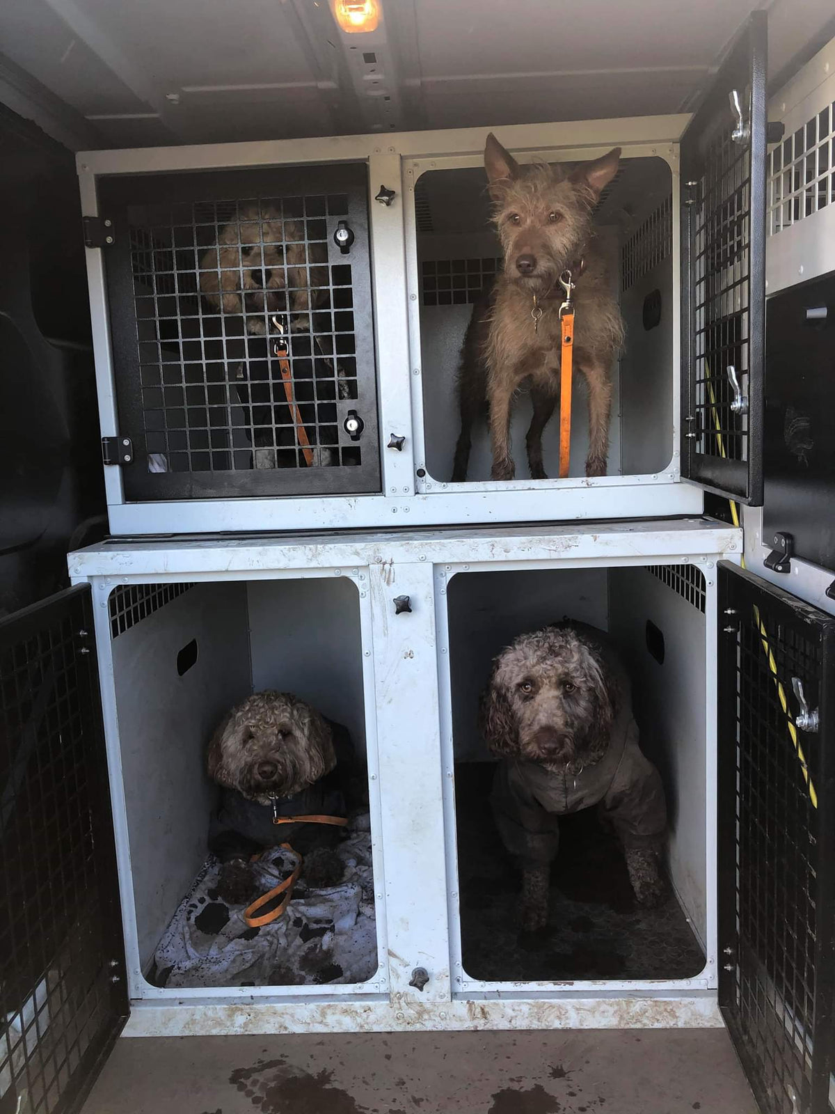 DB08 - Large Double Dog Transport Cage