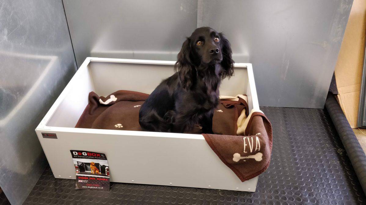 box dog bed